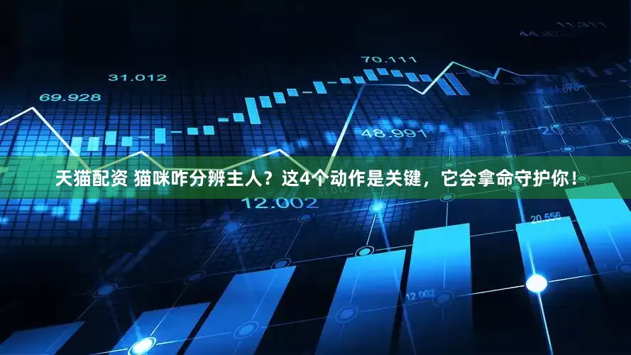 天猫配资 猫咪咋分辨主人？这4个动作是关键，它会拿命守护你！