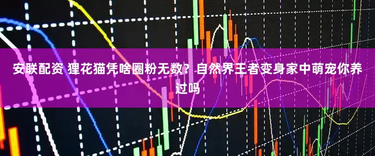 安联配资 狸花猫凭啥圈粉无数？自然界王者变身家中萌宠你养过吗